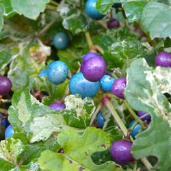 Variegated porcelain berry